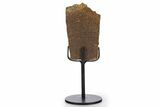 Fossil Turtle Shell Section w/ Metal Stand - South Dakota #340096-1